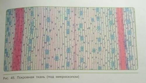 1. Сравните и объясните особенности строения проводящей и покровной тканей, 2. Используя рисунок 45,
