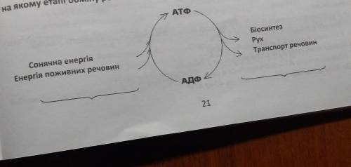 Завдання 3. На схемі «Перетворення енергії в процесі обміну речовин» позначте, на якому етапі обміну