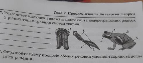 . Розгляньте малюнок і вкажіть шлях їжі та неперетравлених решток У різних типах травних систем