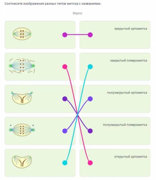 Соотнесите изображения разных типов митоза с названиями. закрытый ортомитоз закрытый плевромитоз пол