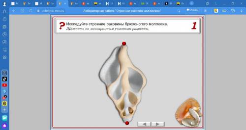 Биология 7 класс ТЕМА МАЛЛЮСКИ