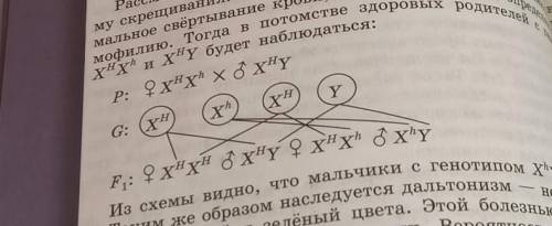 Запишите генетическую формулу формирования пола у дрозофилы.очень нужно и к я ничего не понимаю, а з