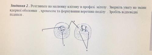 Розгляньте на малюнку клітину в Профазі мітозу. зверніть увагу на зміни ядерної оболонки хромосом та