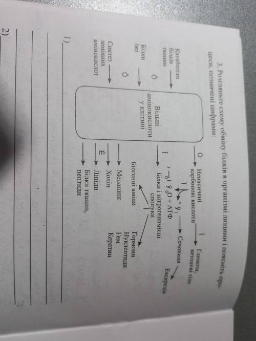 3. Розгляньте схему обміну білків в організмі людини і поясніть про- цеси, позначені цифрами: Глюкоз