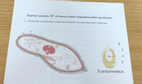 1. Позначте на малюнку назви компонентів клітини інфузорії-туфельки 1