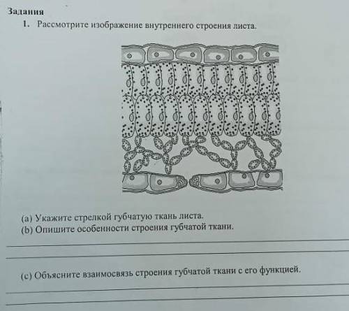 Расмотрите внутренние строение листа. а) укажите стрелкой губчатую ткань листаb) Опишите особенности