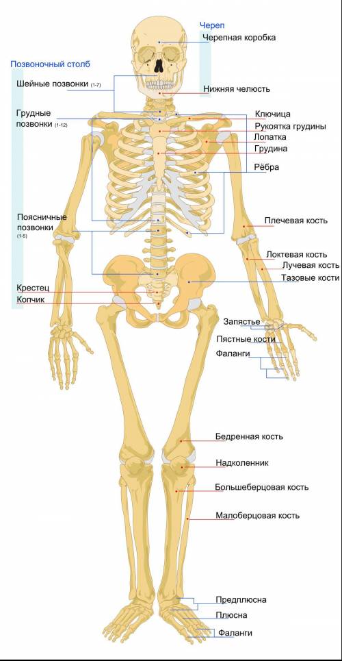 Подпишите названия (цифрами обозначено).