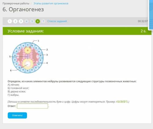 Определи, из каких элементов нейрулы развиваются следующие структуры позвоночных животных: А) лёгкие