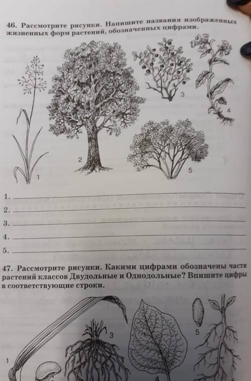 46. Рассмотрите рисунки. Напишите названия изображение жизненных форм растений, обозначенных цифрами