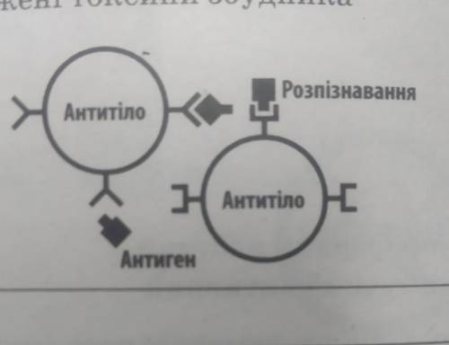 Поясніть, який імунний процес відображає схема.