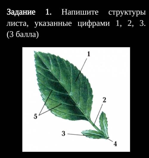 Задание 1. Напишите структуры листа, указанные цифрами 1, 2, 3. ( )