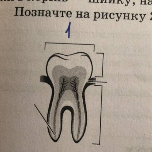 Рис. 2. Будова зуба людини. - коронка, вкрита емаллю; 2 - жувальна поверхня; 3 - шийка; 4 — корінь;