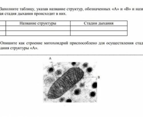 А)Заполните таблицу указав название структур обозначенных под А и В и назвав какая стадия дыхания пр