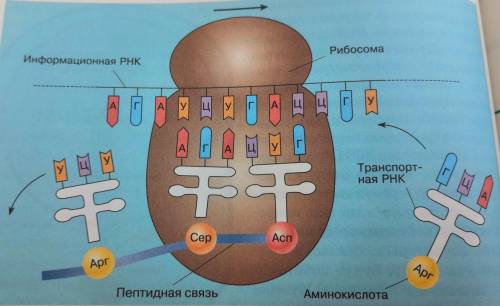 Определите, в каком направлении движется рибосма относительно иРНК.