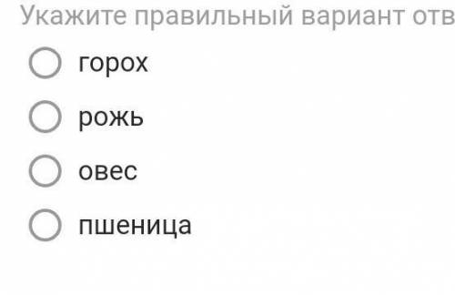 В начале XVI в. наиболее распространенной озимой культурой был(-а):