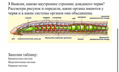 если что после Заполни таблицу написано: Кровеносная система выделительная система Нервная система