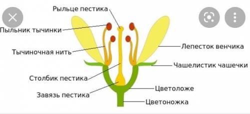 Подпишите все части цветка.