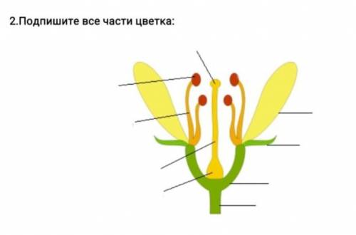 Подпишите все части цветка.