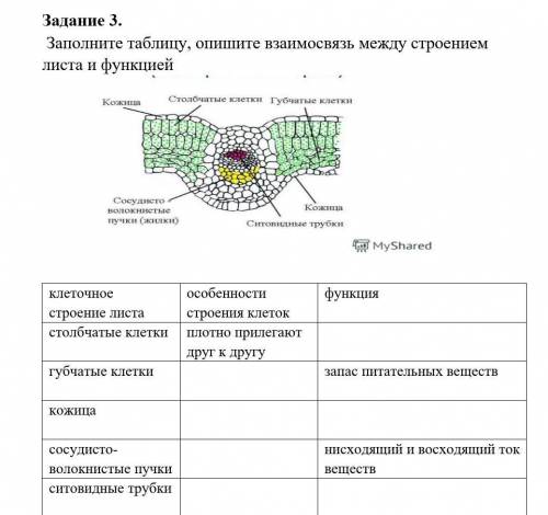 Функция нисходящий и восходящий токзапас питательных веществвеществ[4плотно прилегают ДРУГ К ДРУГуст