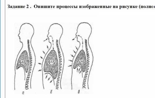 БИОЛОГИЯ 8 КЛАСС Опишите процессы изображенные на рисунке(полный ответ)