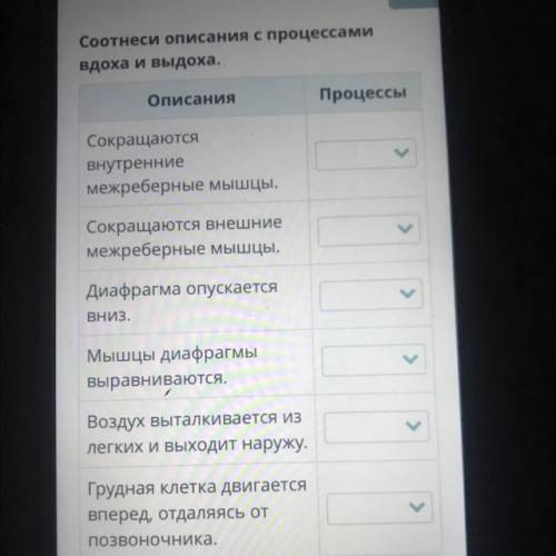 Соотнеси описания с процессами вдоха и выдоха. Описания Процессы Сокращаются внутренние межреберные