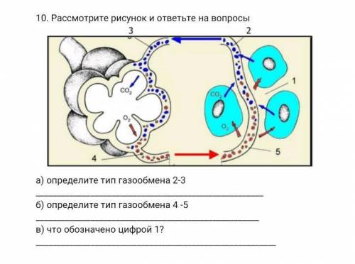 10. Рассмотрите рисунок и ответьте на вопросы а) определите тип газообмена 2-3 б) определите тип га