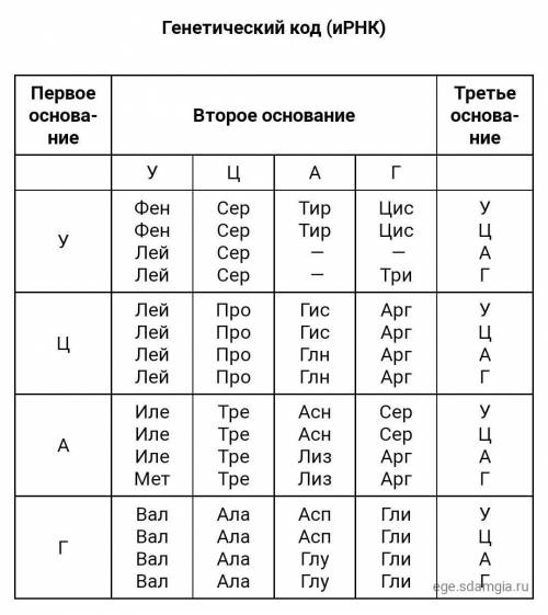 1 Задача на генетический код Фрагмент молекулы ДНК имеет последовательность нуклеотидов: АТААГГАТГЦЦ