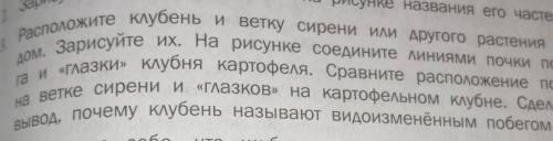 , 6 класс биология, лабораторная работа. нужно сравнить расположение почек на ветке сирени и глазков