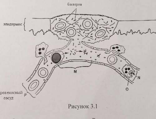 4. Диаграмма показывает поверхность кожи с заживающей раной. 3.1 (і) указать одну особенность кровен