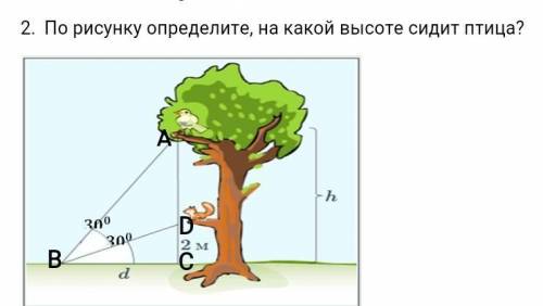 По рисунку определите, на какой высоте сидит птица?помагите