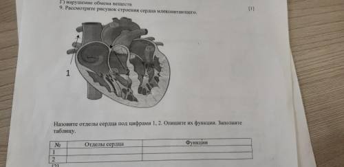 9. Рассмотрите рисунок строения сердца млекопитающего. 1 Назовите отделы сердца под цифрами 1, 2. Оп