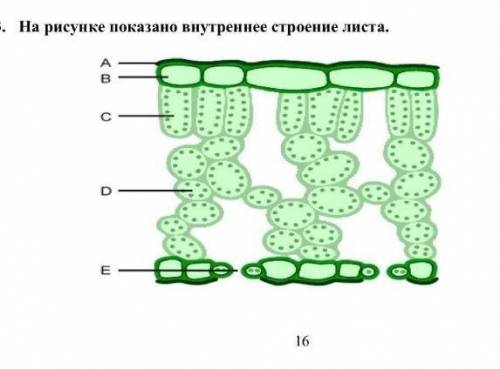 на рисунке показано внутренние строение листа растения.Обьесните как структуры листа С и Е процессу