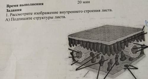 K2 C х: Время выполнения 20 мин Задания 1. Рассмотрите изображение внутреннего строения листа. A) По