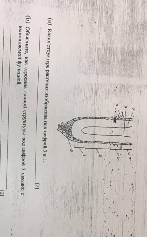 Рассмотрите изображение подземного органа растения.Какая структура растение изображено под цифрой 3