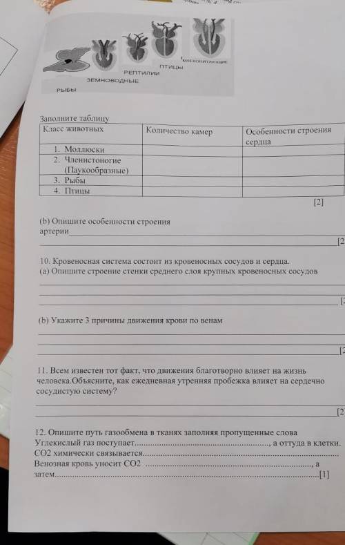 10. Кровеносная система состоит из кровеносных сосудов и сердца. (а) Опишите строение стенки среднег