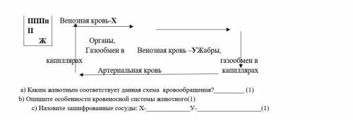 Каким животным соответствует данная схема кровообращения? (1) b) Опишите особенности кровеносной сис