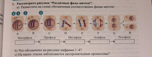 1. Рассмотрите рисунок “Различные фазы митоза”: а) Разместите на схеме обозначения соответственно фа