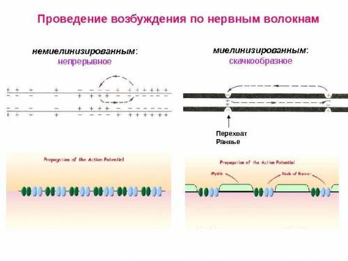 Укажите проведения отличие механизма нервного импульса по миелинизированным и немиелинизированным во