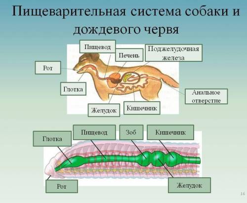 пищеварительная система собаки и дождевого червя