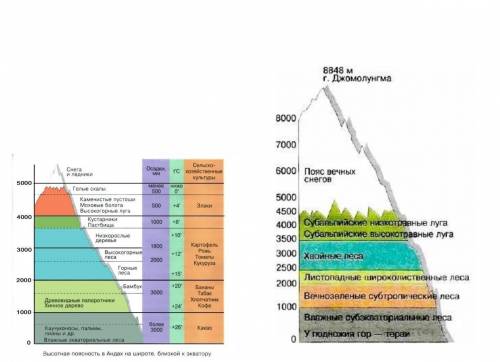 очень легко, за 5мин !На рисунке представлены высотные пояса гор Анд и Гималаев .а) запишите сходств