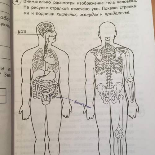 Внимательно рассмотри изображение тела человека. На рисунке стрелкой отмечено ухо. Покажи стрелка- м