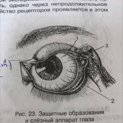 Нужно определить какие образования защищает глазное яблоко от вредных воздействий среды (1,2,3,4) и