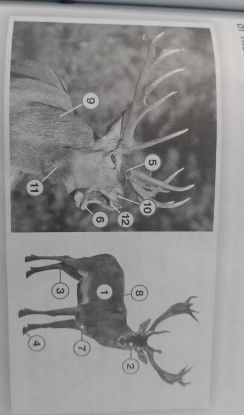 Look at the pictures of the deer and write the names of his body parts.