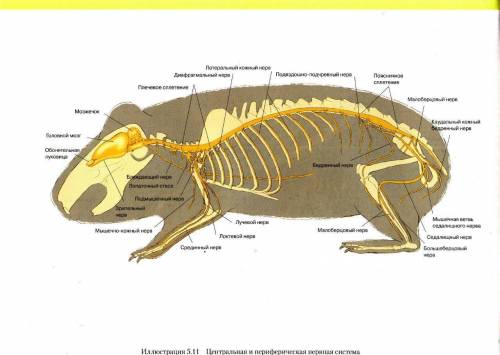 Строение мыши полёвки, желательно с картинкой