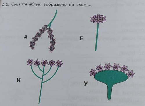 суцвіття яблуні зображено на схемі схема на фотке