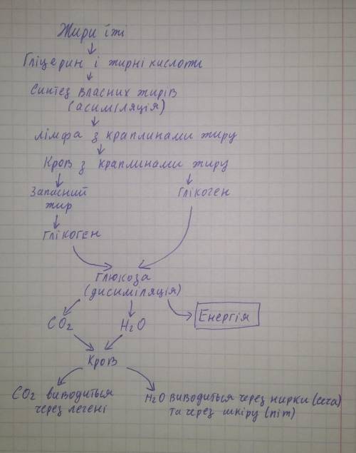 Складіть схему обміну ліпідів в організмі людини ?