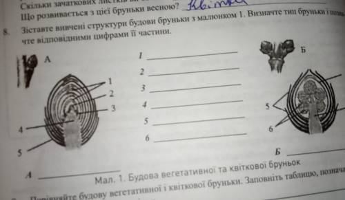 зіставте вивчені структури будови бруньки з малюнком 1 визначити тим бруньки і позначте відповідними