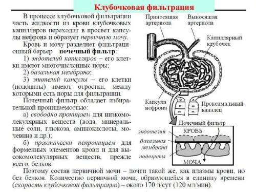 Проанализируйти этапы образована мочи Изобразите в виде схемы процессы происходящего в капсуле нейфр