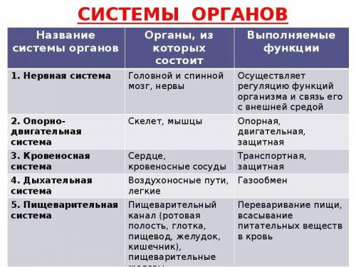 Отразите информацию о строение и функционировании систем органов животного организма в виде таблицы