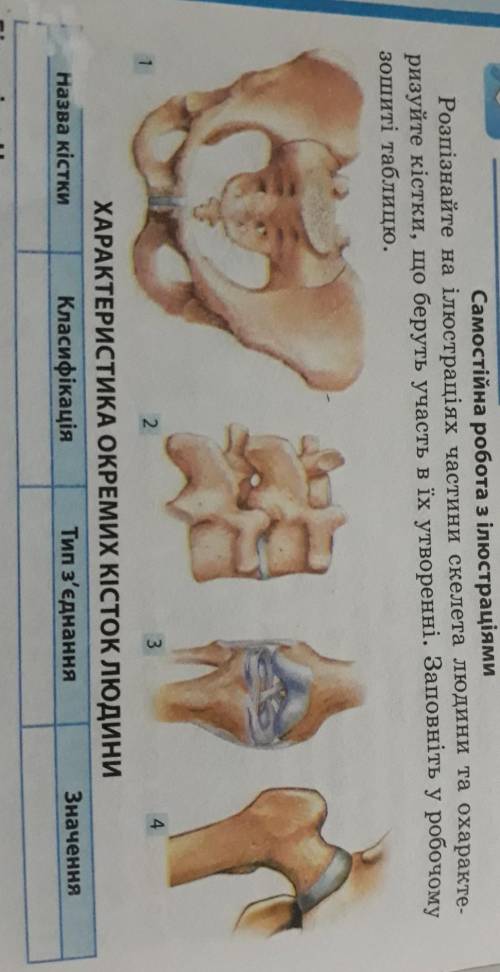 САМОСТІЙНА РОБОТА З ІЛЮСТРАЦІЯМИ Розпізнайте на ілюстраціях частини скелета людини та охаракте ризуй